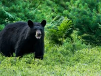 Seorang Pria Tua Diserang Beruang di Indragiri Hulu, Riau