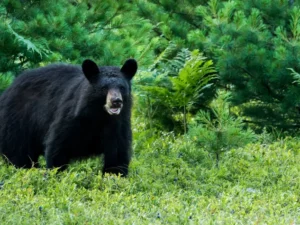 Seorang Pria Tua Diserang Beruang di Indragiri Hulu, Riau