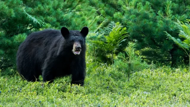 Seorang Pria Tua Diserang Beruang di Indragiri Hulu, Riau