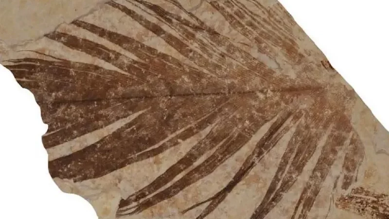 Kemiripan Menakjubkan Bulu Dinosaurus 125 Juta Tahun Lalu dengan Bulu Burung Modern