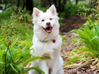 Penelitian Mengungkap Anjing Cenderung Mendengar Suara Wanita