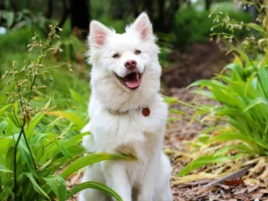 Penelitian Mengungkap Anjing Cenderung Mendengar Suara Wanita