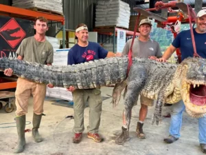 Buaya Raksasa Tertangkap di Mississippi Amerika Serikat