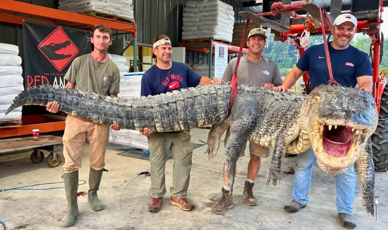 Buaya Raksasa Tertangkap di Mississippi Amerika Serikat