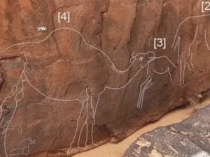 Misteri Ukiran Unta Raksasa di Gurun Saudi: Seni Peninggalan Ribuan Tahun yang Mengagumkan