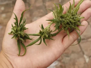 Lebih dari 60 Anak SD Jamaika Dirawat Akibat Konsumsi Permen Ganja