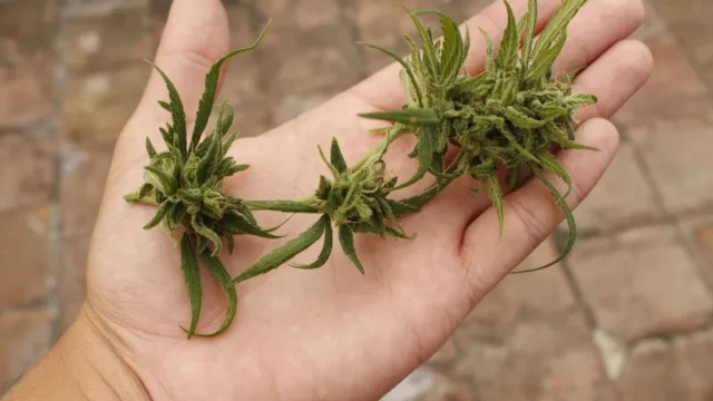 Lebih dari 60 Anak SD Jamaika Dirawat Akibat Konsumsi Permen Ganja