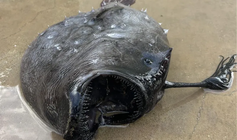 Kejadian Aneh dan Langka: Ikan Footballfish dari Laut Dalam Pasifik Ditemukan Terdampar di Pantai California 2 Cekricek.id - Kejadian Aneh dan Langka: Ikan Footballfish dari Laut Dalam Pasifik Ditemukan Terdampar di Pantai California