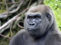 Cekricek.id - Penelitian Mengungkap Kera Mengenali Teman Lama