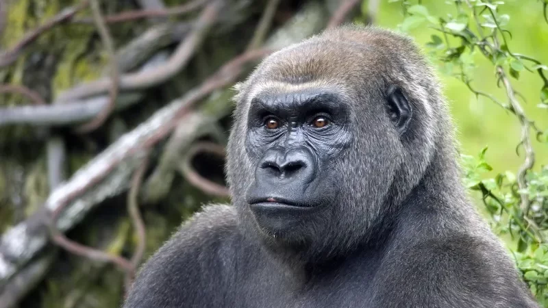 Cekricek.id - Penelitian Mengungkap Kera Mengenali Teman Lama