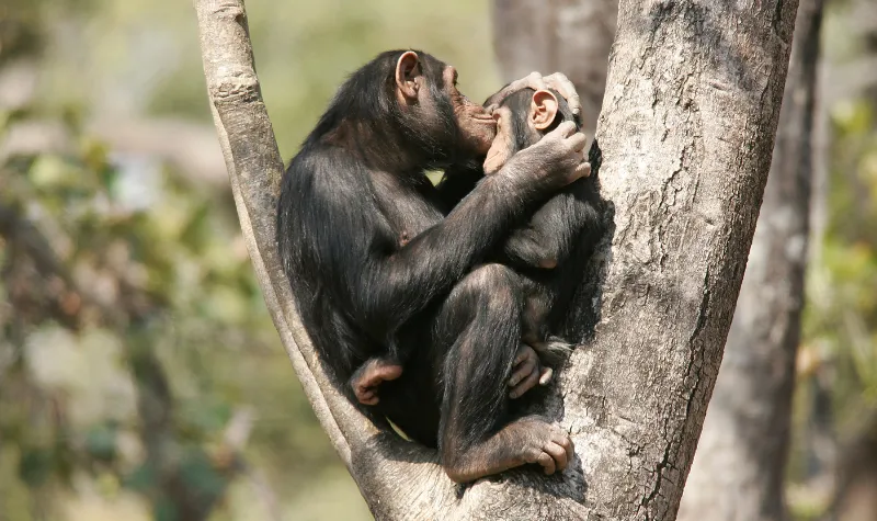 Cekricek.id - Penelitian Mengungkap Kera Mengenali Teman Lama