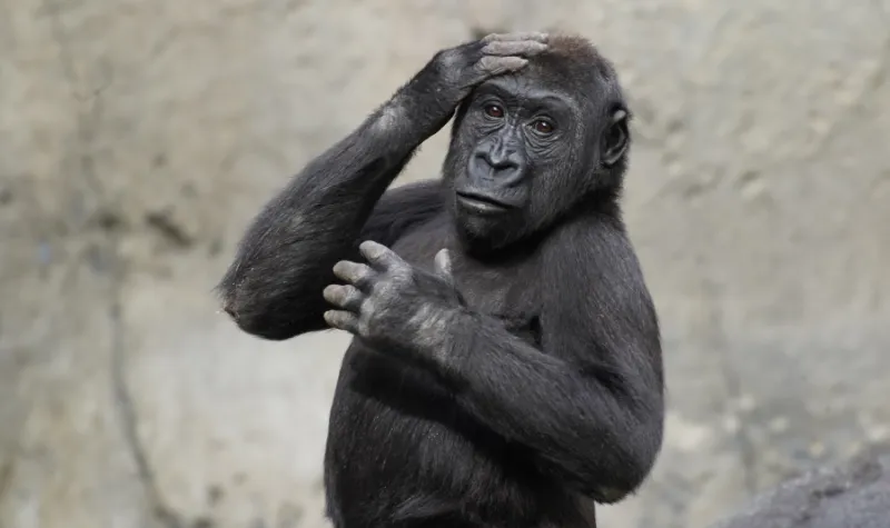 Cekricek.id - Penelitian Mengungkap Kera Mengenali Teman Lama