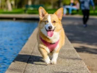 Cekricek.id - Apakah Manusia Bisa Berkomunikasi dengan Anjing Menggunakan Alat?