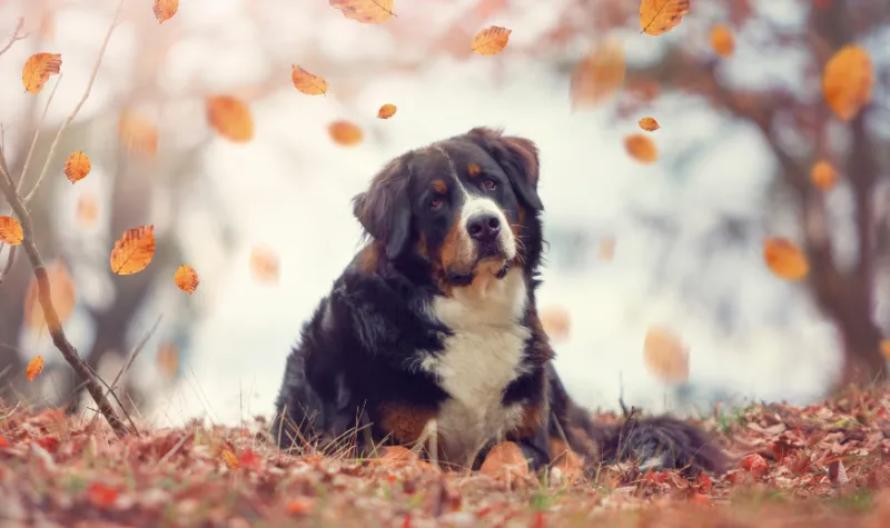 Apakah Manusia Bisa Berkomunikasi dengan Anjing Menggunakan Alat? 2 Cekricek.id - Apakah Manusia Bisa Berkomunikasi dengan Anjing Menggunakan Alat?