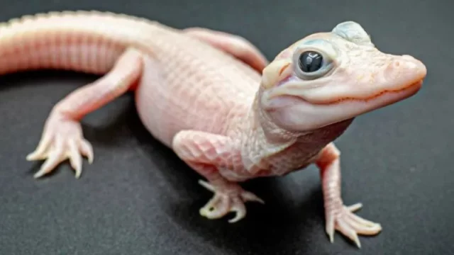 Cekricek.id - Buaya Langka dengan Mata Biru Kristal Menetas di Florida