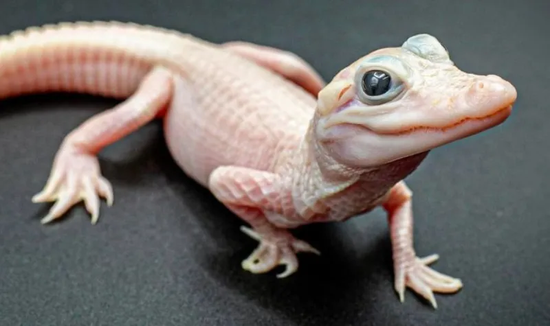 Cekricek.id - Buaya Langka dengan Mata Biru Kristal Menetas di Florida