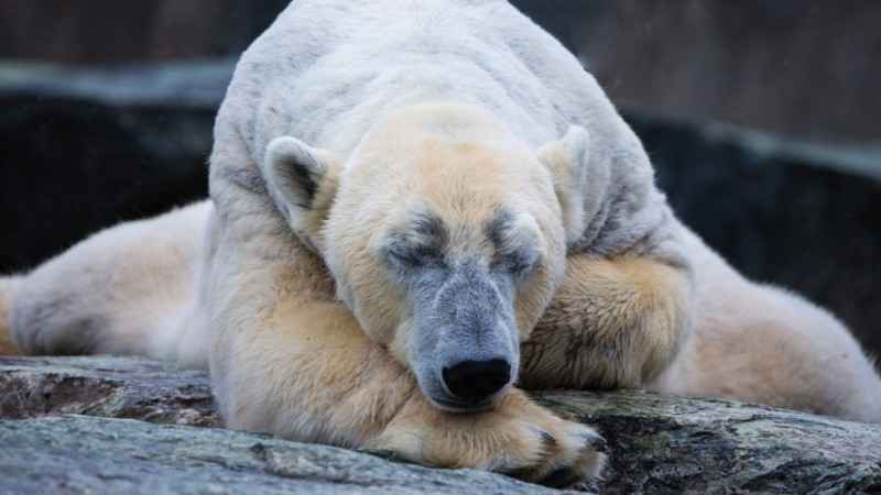 Ancaman Mematikan: Flu Burung Menjangkiti Beruang Kutub Pertama di Dunia, Berdampak pada Ekosistem Arktik