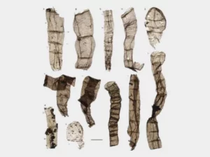 Penemuan Fosil Berusia 1,6 Miliar Tahun di Tiongkok Mengubah Pemahaman Kita tentang Asal Usul Kehidupan Multiseluler