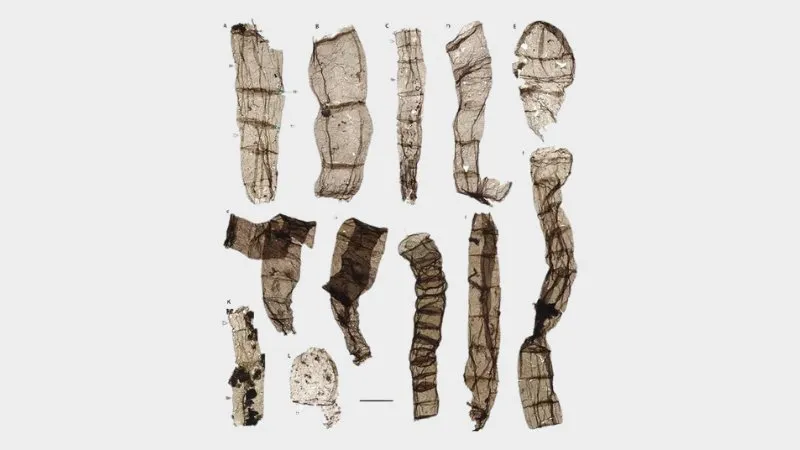 Penemuan Fosil Berusia 1,6 Miliar Tahun di Tiongkok Mengubah Pemahaman Kita tentang Asal Usul Kehidupan Multiseluler