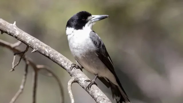 Burung Loggerhead Shrike Menjagal Mangsanya Secara Brutal dengan Menusukkan ke Kawat Berduri