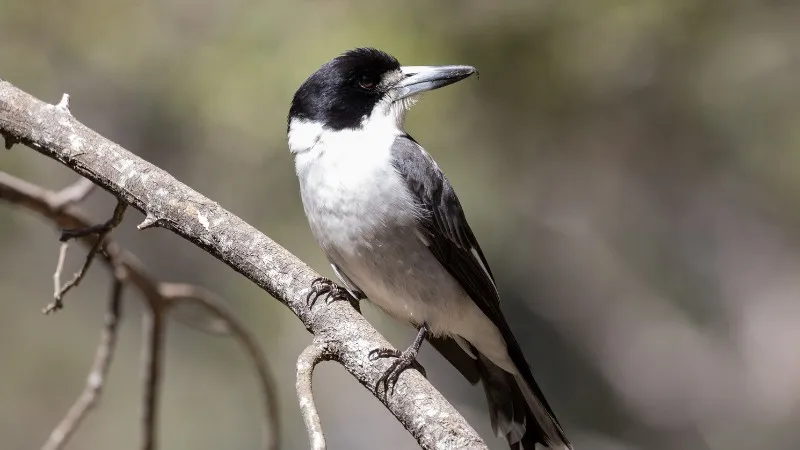 Burung Loggerhead Shrike Menjagal Mangsanya Secara Brutal dengan Menusukkan ke Kawat Berduri