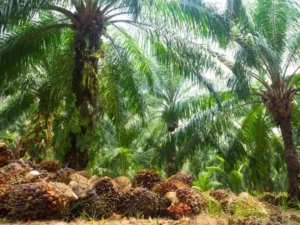 Berita Riau Hari Ini: Pekan Ini, Harga Sawit Mitra Swadaya Riau Melonjak Tinggi