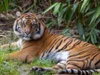 Berita Riau Hari Ini: Harimau Sumatera Muncul di Buton Siak, BBKSDA Riau Lakukan Peninjauan