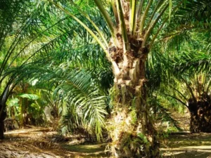 Berita Riau Hari Ini: Minggu Ini, Periode 31 Januari - 6 Februari 2024, Harga TBS Mitra Swadaya Riau Naik