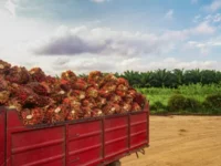 Berita Riau Hari Ini: Tren Peningkatan, Harga Sawit Mitra Plasma di Riau Tembus Rp2.743 per Kilogram