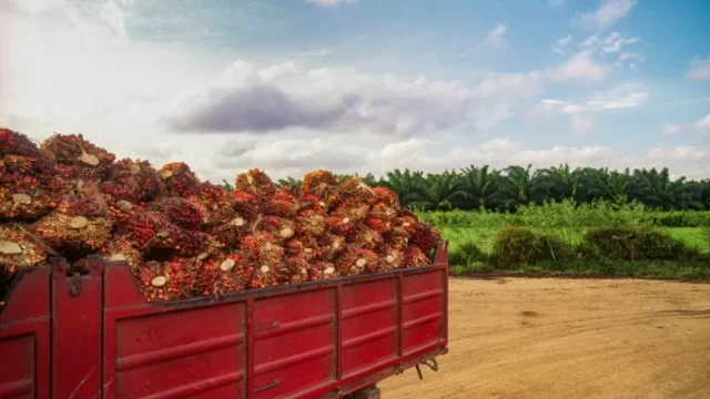 Berita Riau Hari Ini: Tren Peningkatan, Harga Sawit Mitra Plasma di Riau Tembus Rp2.743 per Kilogram