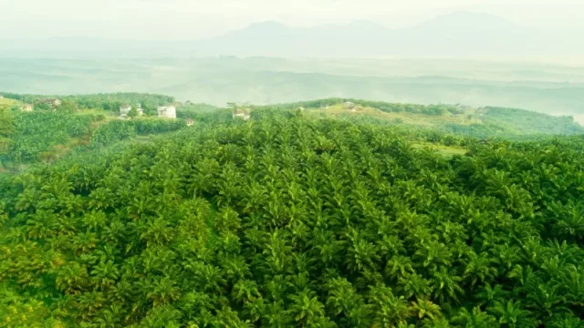 Berita Riau Hari Ini: 128 Perusahaan Sawit di Riau Tanpa HGU, Gubernur Riau: Penyimpangan Besar