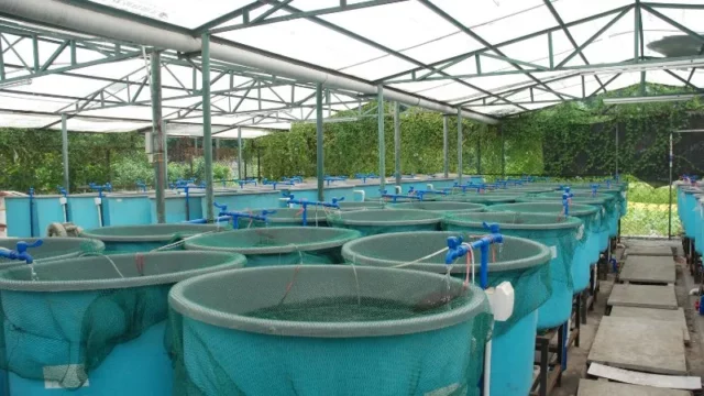 Berita Riau Hari Ini: Potensi Budidaya Ikan di Riau Masih Besar, Namun Pemanfaatannya Masih Minim