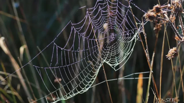 Cekricek.id - Peneliti Ciptakan Musik dari Jaring Laba-laba, Dengar Bunyi Misteriusnya