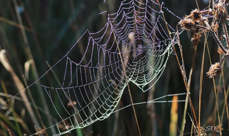 Cekricek.id - Peneliti Ciptakan Musik dari Jaring Laba-laba, Dengar Bunyi Misteriusnya