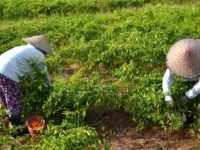 Cekricek.id: Berita Riau Hari Ini - Nilai Tukar Petani (NTP) Riau Naik Sebesar 1,27 Persen Menjadi 156,29, Dongkrak Ekonomi Petani