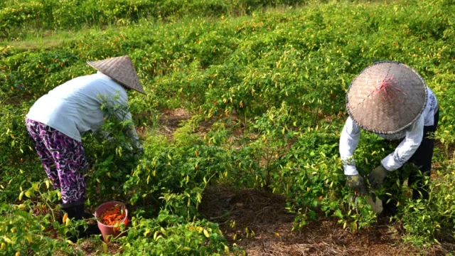 Cekricek.id: Berita Riau Hari Ini - Nilai Tukar Petani (NTP) Riau Naik Sebesar 1,27 Persen Menjadi 156,29, Dongkrak Ekonomi Petani