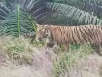 Cekricek.id, Berita Inhu Hari Ini, Berita Riau Hari Ini: Harimau Berkeliaran di Kebun Sawit di Inhu, Warga Diminta Waspada