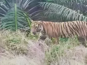 Cekricek.id, Berita Inhu Hari Ini, Berita Riau Hari Ini: Harimau Berkeliaran di Kebun Sawit di Inhu, Warga Diminta Waspada