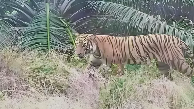 Cekricek.id, Berita Inhu Hari Ini, Berita Riau Hari Ini: Harimau Berkeliaran di Kebun Sawit di Inhu, Warga Diminta Waspada