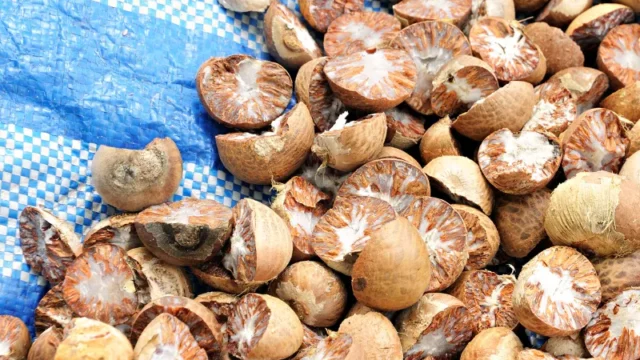 Cekricek.id, Berita Riau Hari Ini: Harga Pinang Kering di Riau Melonjak, Capai Rp5.690 per Kg