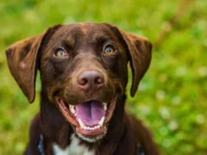 Cekricek, Berita Rokan Hulu Hari Ini dan Berita Riau Hari Ini: Ada Vaksinasi Rabies Gratis di Rohul