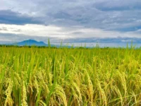 Cekricek, Berita Inhil Hari Ini dan Berita Riau Hari Ini: Pemkab Inhil dan Kodim Bakal Tanam Padi 3.000 Hektar untuk Penguatan Ketahanan Pangan