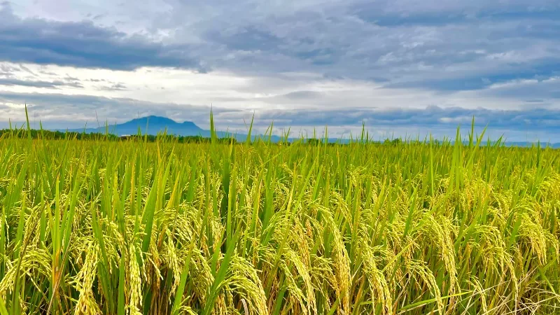 Cekricek, Berita Inhil Hari Ini dan Berita Riau Hari Ini: Pemkab Inhil dan Kodim Bakal Tanam Padi 3.000 Hektar untuk Penguatan Ketahanan Pangan