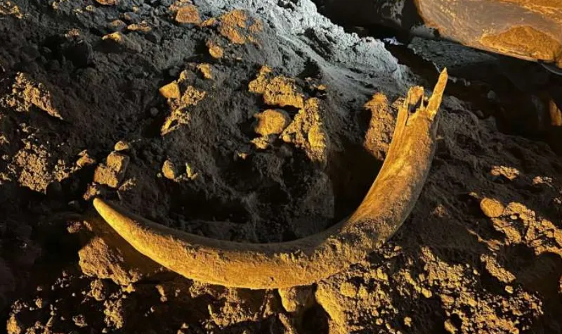 Penemuan Gading Mamut Usia Ribuan Tahun Membuka Tabir Sejarah Tambang Batu Bara