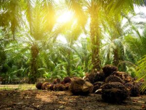 Berita Riau Hari Ini: Harga Sawit Mitra Swadaya Riau Naik