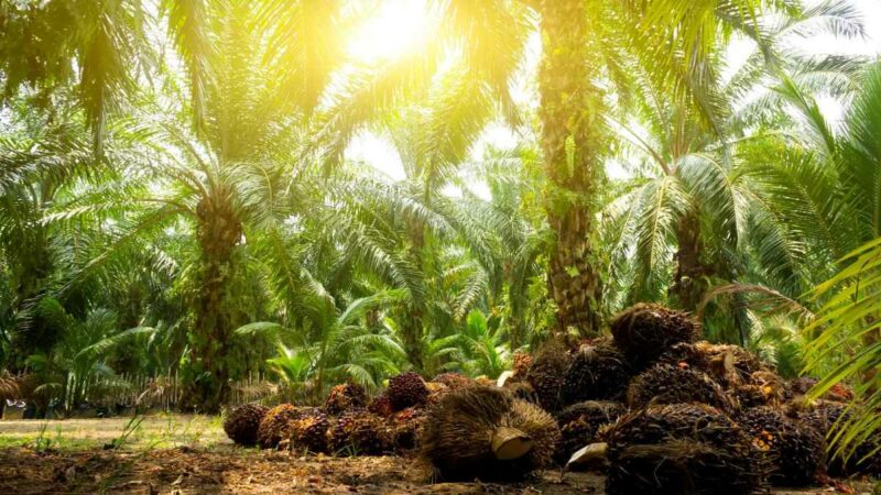 Berita Riau Hari Ini: Harga Sawit Mitra Swadaya Riau Naik