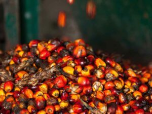 Berita Riau Hari Ini: Harga Sawit Mitra Plasma Riau Naik untuk Periode 17-23 Januari 2024