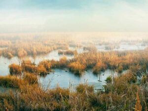 Berita Bengkalis Hari Ini dan Berita Riau Hari Ini: Kondisi Geologi Bengkalis: Wilayah yang Terbentuk dari Endapan Gambut Masa Lalu