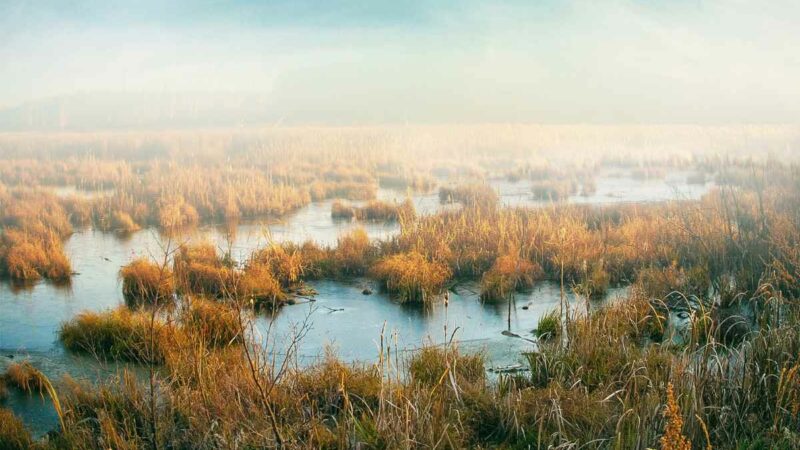Berita Bengkalis Hari Ini dan Berita Riau Hari Ini: Kondisi Geologi Bengkalis: Wilayah yang Terbentuk dari Endapan Gambut Masa Lalu