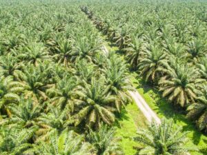 Berita Bengkalis Hari Ini dan Berita Riau Hari Ini: Potret Penggunaan Lahan di Bengkalis